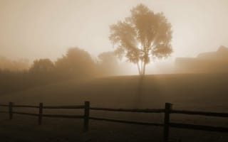 Картинка tree, dawn, туман, рассвет, забор, дерево, fog, fence