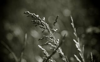 Картинка photo, трава, close-up, макро, grass, поле, field