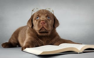 Картинка животное, собака, щенок, книга, пёс, очки