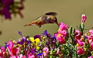 Обои птица, цветы, нектар, природа, полёт, колибри