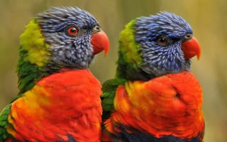 Картинка птицы, rainbow, радуга, lorikeets, попугаи, лорикеты, пара, цвета