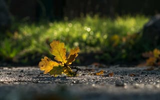 Картинка природа, дуб, осень, листья, трава