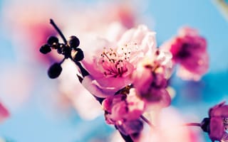 Картинка сакура, bloom, branch, вишня, buds, flowers, cherry, sakura, цветение, ветка, бутоны, цветы