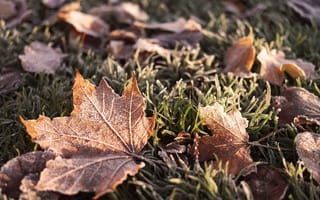 Картинка природа, осень, иней, клён, изморозь, мороз, трава, листья