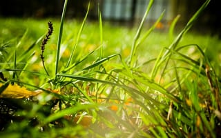 Обои трава, grass, greens, close-up, зелень, макро