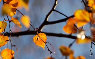 Картинка nature, fall, осень, ветка, foliage, листва, природа, branch