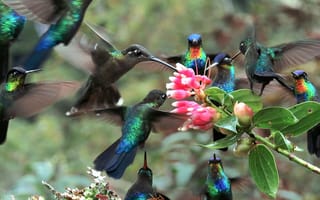 Картинка природа, колибри, цветы, ветка, полёт, птицы