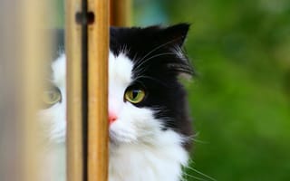 Обои кошка, window, cat, окно