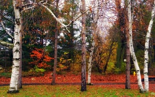 Картинка природа, осень, деревья, берёзы, пейзаж, парк