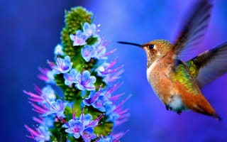 Картинка природа, птица, макро, полёт, колибри, цветок
