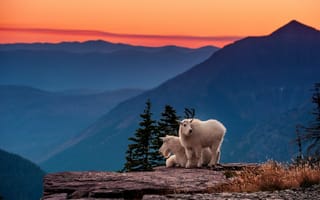 Картинка природа, Montana, Glacier National Park, козлы, USA, горы, пейзаж, Глейшер, НП, животные, пара, парк, США