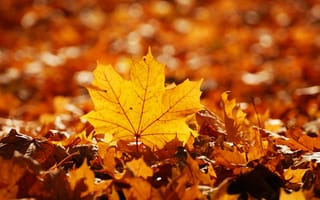 Картинка природа, клён, лист, осень, листья