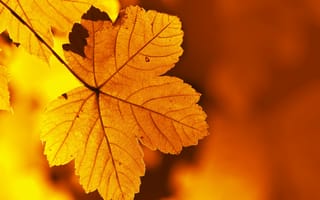 Картинка природа, осень, лист