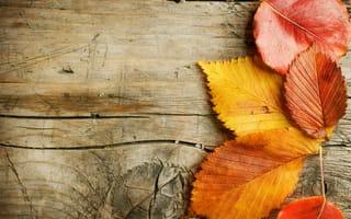 Картинка природа, листья, осень, доски