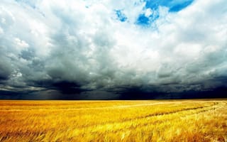 Обои природа, field, photo, clouds, облака, sky, поле, небо, пшеница, wheat, nature