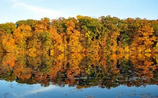 Обои осень, autumn, вода отражение, leaves, листья, water reflection