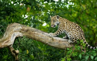Картинка дикая кошка, cub, ягуар, jaguar, wildcat, детеныш
