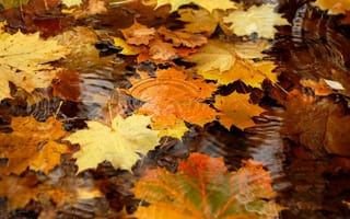 Картинка природа, лужа, вода, клён, листья, осень