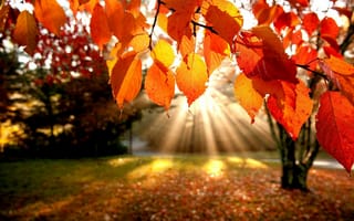 Обои природа, ветки, листья, парк, солнце, деревья, лучи, осень