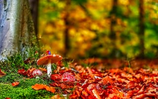 Картинка природа, листья, трава, деревья, грибы, осень, мухоморы, лес
