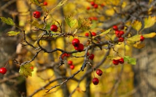 Картинка природа, ягоды, листья, боярышник, осень, ветка