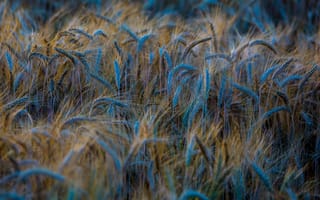 Картинка пшеница, beautiful, лето, paint, nature, ears, summer, красиво, колосья, природа, wheat, краска