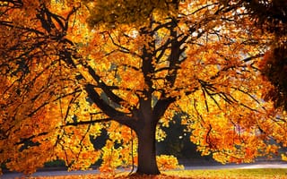 Картинка природа, листья, ветки, дерево, осень, крона