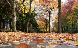 Обои город, улица, листья, деревья, осень, природа