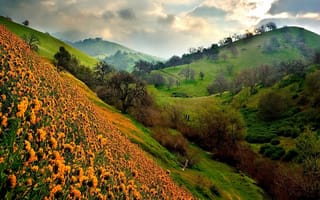 Картинка холмы, поле, жовті квіти, цветы на холмах, квіти на пагорбах, желтые цветы, пагорби