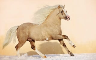 Обои конь, жеребенок, mane, foal, stallion, жеребец, лошадь, жеребёнок, грива, horse