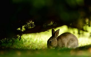 Картинка животное, природа, заяц, кролик, трава