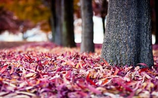 Картинка природа, деревья, стволы, листья, осень