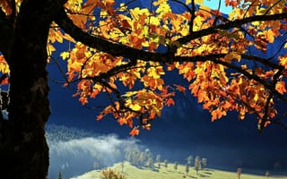 Картинка дерево, ветки, осень, листья, природа