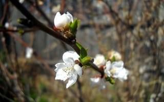 Обои весна, цветы, flowers, felted cherry, spring, войлочная вишня