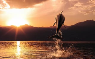 Картинка дельфин, закат, море, солнце, вода, вечер, прыжок