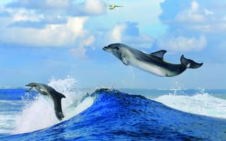 Картинка дельфины, пара, море, брызги, небо, волна, вода, самолёт