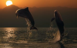 Картинка дельфины, пара, вода, вечер, прыжок, закат, море