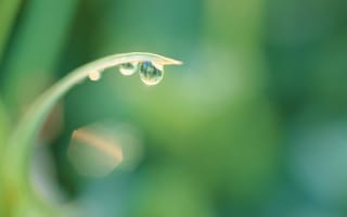 Картинка вода, drops, листок, rain, leaf, капли, роса, dew, water, дождь
