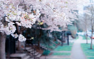 Обои город, вишня, весна, сакура, цветы, деревья, ветки, улица
