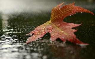 Картинка природа, лист, осень, капли, макро, вода