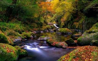 Картинка природа, река, листья, деревья, лес, мох, вода, растительность, камни, осень
