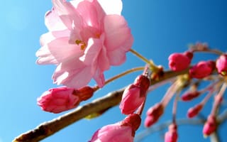 Обои розовый, сакура, sky, цветок, весна, flower, pink, небо, spring, sakura