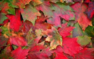 Картинка листья, autumn, foliage, macro, осень, макро, photo, осенние