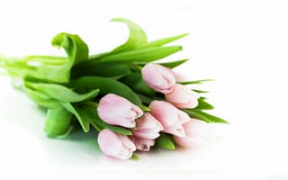 Обои розовые тюльпаны, тюльпан, нежные тюльпаны, букет тюльпанов