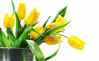 Картинка жовті тюльпани, желтые тюльпаны, тюльпан, желтые цветы, жовті квіти