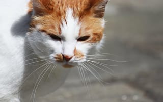 Картинка cat, улица, street, кошка