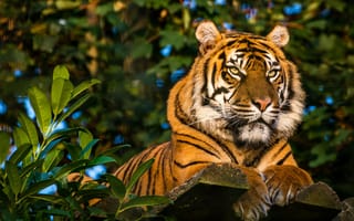 Картинка животное, ветки, природа, тигр, хищник, доски, листья