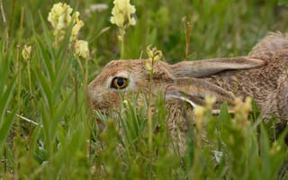 Картинка животное, природа, кролик, трава, заяц