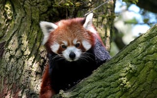 Обои мордочка 2560x1600, красная панда, muzzle 2560x1600, red panda, animal, животное