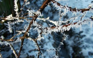 Картинка утро, иней, frost, зима, snow, снег, hoarfrost, мороз, ветка, morning, branch, winter